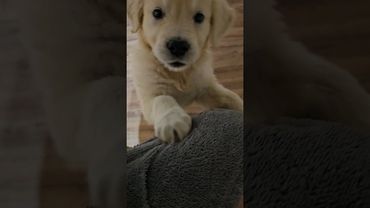 Наш щенок копирует поведение котёнка и наоборот. Это конечно очень забавно! Но что из это получится?