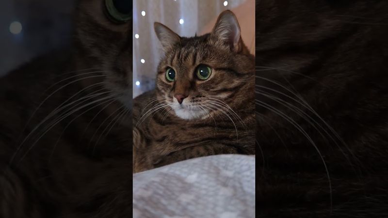 Промолчать 🤔🤫🙀🤣 #cat #кот #юмор #котушка #приколы #цитаты #топ