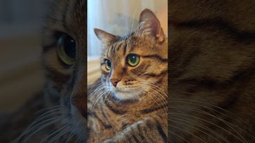 Читаю газеты 🙀🤔😉🤣 #cat #кот #юмор #котушка #приколы #цитаты