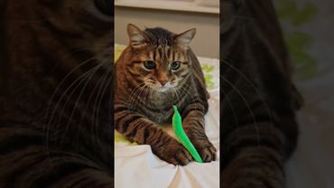 😻🤩❤🤗😍 #cat #кот  #respect #котушка #приколы #прикольныекоты