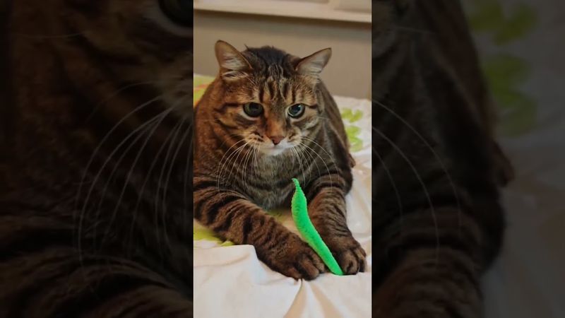 😻🤩❤🤗😍 #cat #кот  #respect #котушка #приколы #прикольныекоты