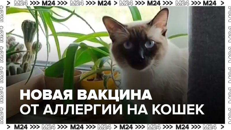 Прорыв в медицине: новая вакцина от аллергии на кошек уже в разработке — что известно?