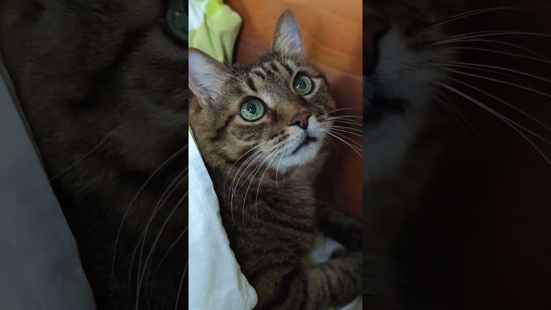 Свободная личность 🤔🙀🤗🤣 #cat #кот #юмор #котушка #приколы #цитаты