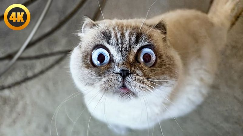 BEST Cat Videos August 2025 🤣 | 1 Hour