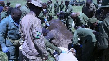 Kenyan conservation group translocates rhinoceroses to boost population | AFP