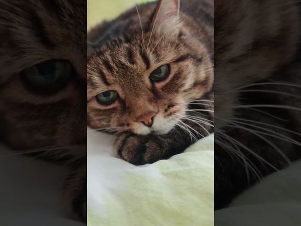 Самый богатый 💰☝️🙏🙀🤣 #cat #кот #юмор #котушка #приколы #цитаты