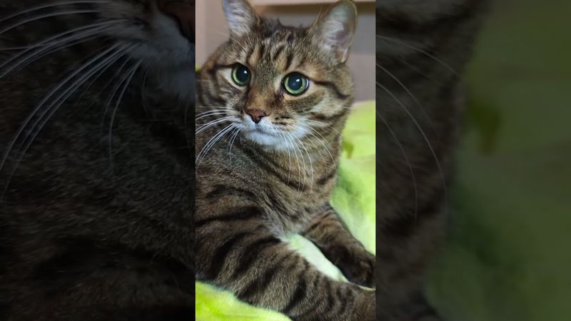 Внутренний туризм 🙀🤔😉🤣 #cat #кот #юмор #котушка #приколы #funny #цитаты