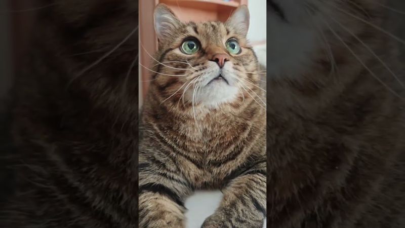 Не знаю кто? 🙀🤔😉🤣 #cat #кот #юмор #котушка #приколы #позитив #популярное #цитаты