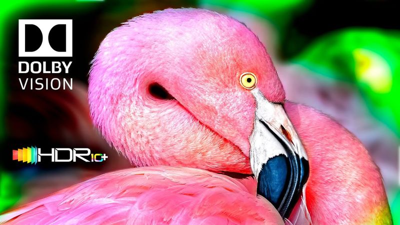 عجیب‌ترین پرندگان در رنگ‌های خیره‌کننده، ویدیوی 4K با نرخ 120 فریم بر ثانیه، HDR 8K، کیفیت ULTRA HD
