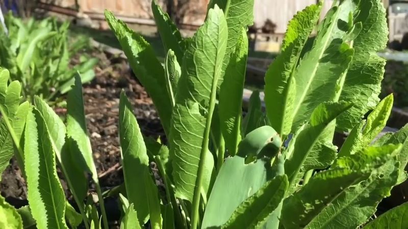 ВРАГИ 💯 ПОЙДУТ НА ХРЕН! ПОЛНОЕ 100% ОЧИЩЕНИЕ ОТ НЕГАТИВА, ПОРЧИ, СГЛАЗА ЧИСТКА РОДА #Колена Таро