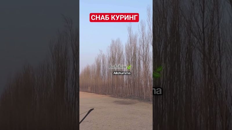 ОЛЛОХ БУЙУК СУРАБ КУРЕНГ