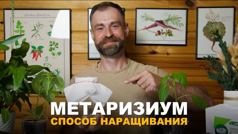 НАРАЩИВАЕМ МЕТАРИЗИУМ ПРАВИЛЬНО. Как в домашних условиях вырастить  метаризиум самостоятельно.