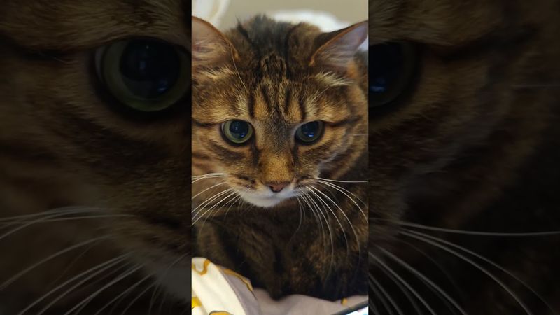 Женитьба 🙀🤔😉🤣 #cat #кот #позитив #юмордлявзрослых #юмор #популярное #цитаты #приколы #котушка