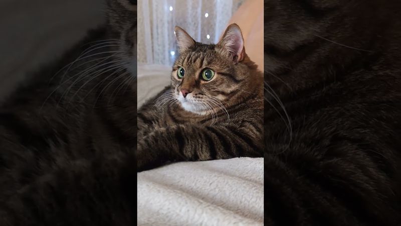 Бывает такое 🙀💃🤔🤣 #cat #кот #юмор #котушка #приколы #любовь #цитаты