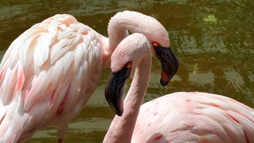 Малые фламинго потеряли одно из четырёх мест гнездования в Африке