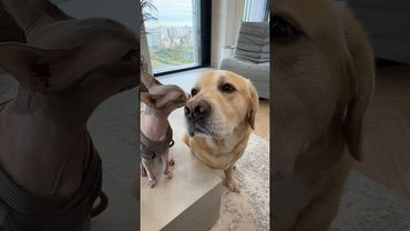 Самый сложный выбор Дени😁 Друг Мэни, Пармские колбаски от TiTBiT или прогулка, кого выберет Дени?🧐