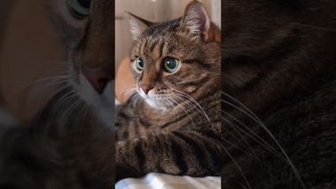 Макароны 🤔🙀😉🤣 #cat #кот #юмор #котушка #приколы #смех