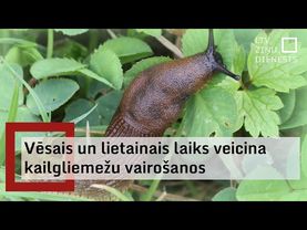 Vēsā un lietainā vasara patīk Spānijas kailgliemežiem, kas veicina to vairošanos