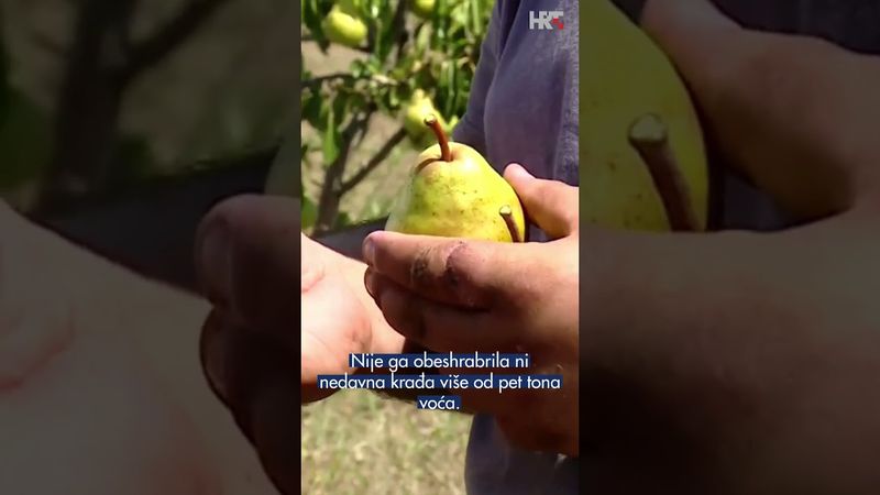 Voćar iz Bokšića podijelio tri tone krušaka Vinkovčanima