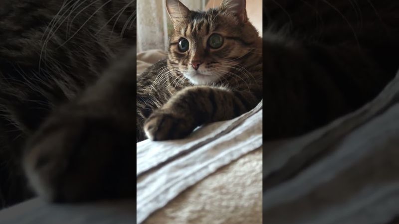 Отметить Д.Р 😉🙀🤔🤣 #cat #кот #юмор #котушка #приколы #цитаты