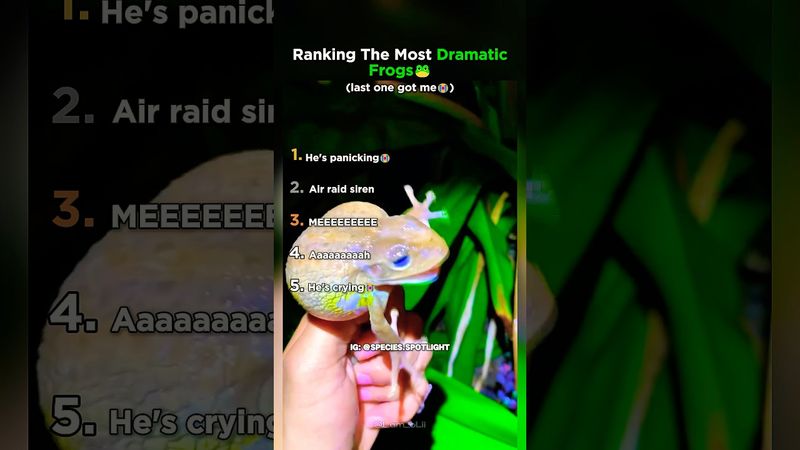 Os 5 sapos com mais atitude!