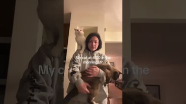 пиар кошек , голоса #кошки #котик #котикпро