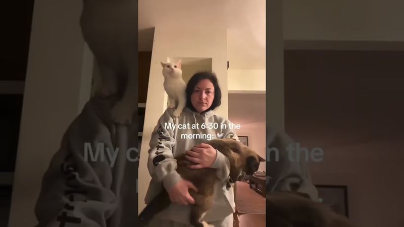 пиар кошек , голоса #кошки #котик #котикпро