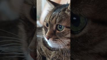 Разлука 😻🤔🙀❤ #cat #кот #юмор #котушка #приколы #цитаты