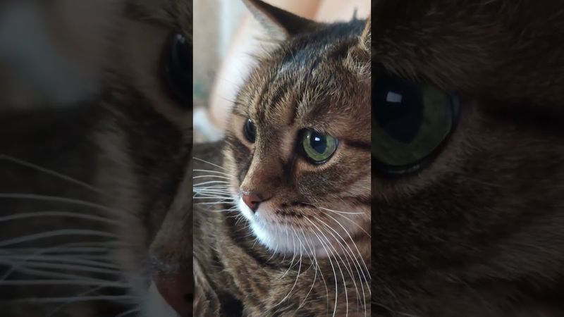 Разлука 😻🤔🙀❤ #cat #кот #юмор #котушка #приколы #цитаты