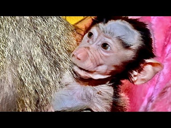 Как маленькой Анфисе понравился  гамачек, она его гладит и гладит