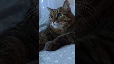 На чёрный день 😳🙀🤔🤣 #cat #кот #юмор #котушка #приколы #цитаты #смех