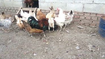 Петух завёт курочек кушать #арбуз