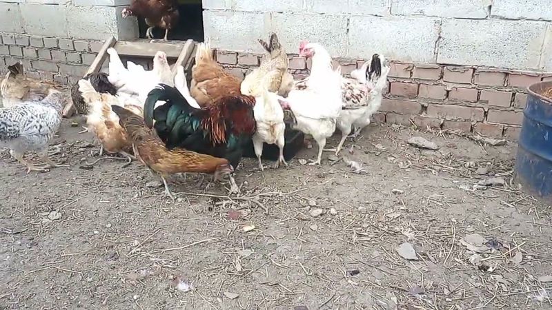Петух завёт курочек кушать #арбуз