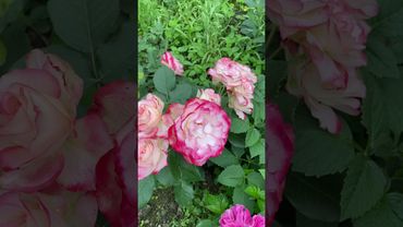 Jubilee du Prince de Monaco Rose Роза флорибунда юбилей принца Монако