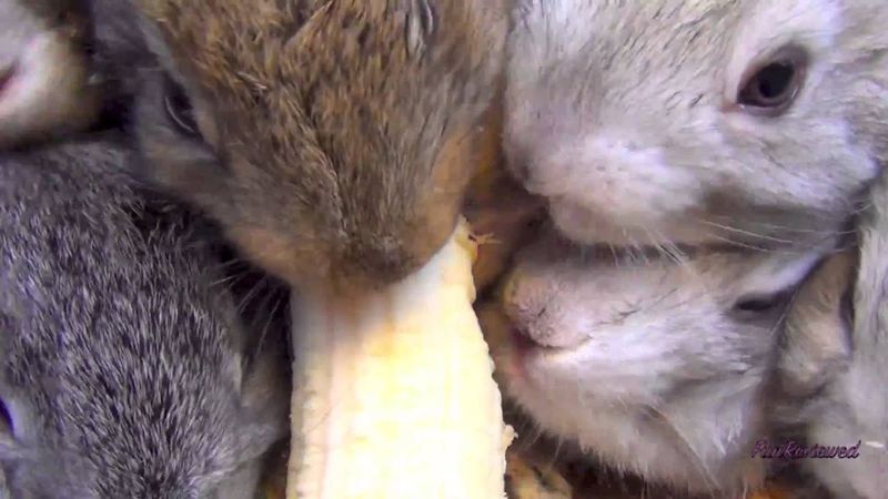 Baby Bunny Rabbits Eating Banana
