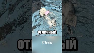 Зачем выдра украла телефон? 🦦