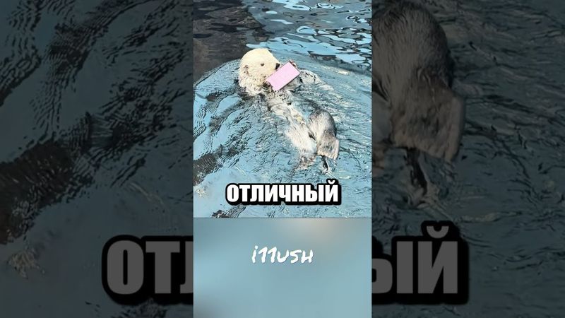 Зачем выдра украла телефон? 🦦