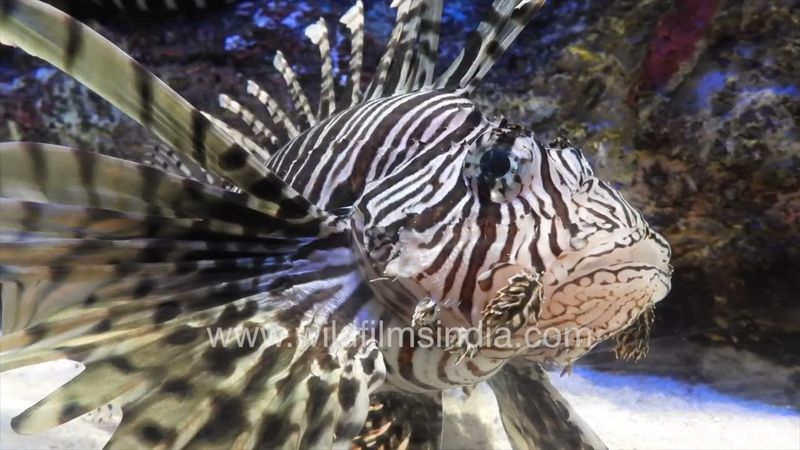 Common Lionfish in ocean floor environment