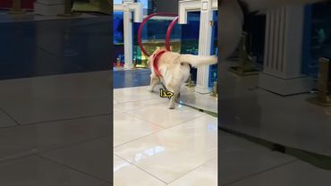 هذا الرجل الاعمى كلبه غبي !