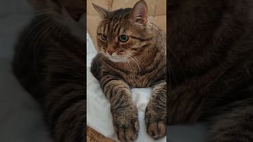 🤴 Принц 🙀🤔😉🤣#cat #кот #юмор #котушка #приколы #цитаты