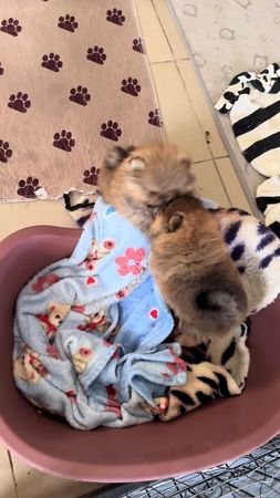 Ну . Просто 😘🔥#пом #pomeranian #teacup 