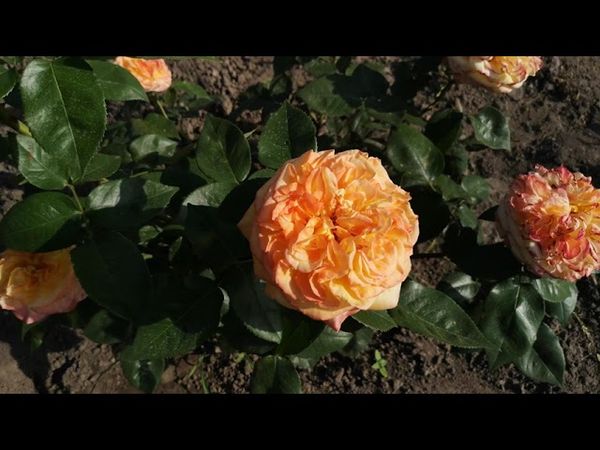 Henri Delbard rose / Троянда Анрі Дельбар.