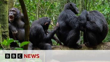 Chimpanzees in Uganda use medicinal plants as 'first aid' | BBC News
