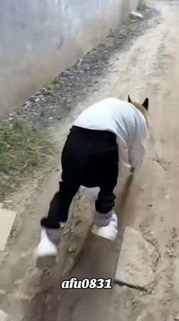 #粉丝一千万 #dog #funny #foryou #fypシ゚ 