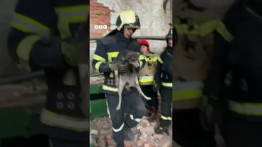 Рятувальники на Полтавщині дістали з-під завалів собак – попри загрозу обвалу стіни #shorts #собака