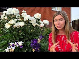 Защита растений от болезней и вредителей без химии. ЭТО РАБОТАЕТ