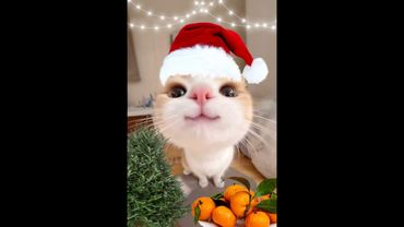 😺 Kucing itu nakal! 🐈 Video kucing dan anak kucing lucu untuk menghiburmu! 😻