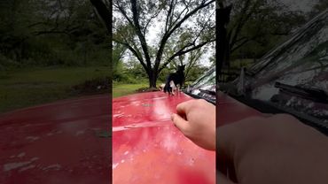 Jump Scared Kitty 😱🐾 #Cat#Cats#Kitten#Kittens#Meow#CatLife#CatLover