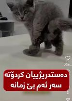 کارەساتە؛ ئەم پشیلەیە لە تورکیا لەلسیەن خاوەنەکەی دەستدرێژی کراوەتە سەر!