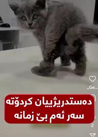 کارەساتە؛ ئەم پشیلەیە لە تورکیا لەلسیەن خاوەنەکەی دەستدرێژی کراوەتە سەر!